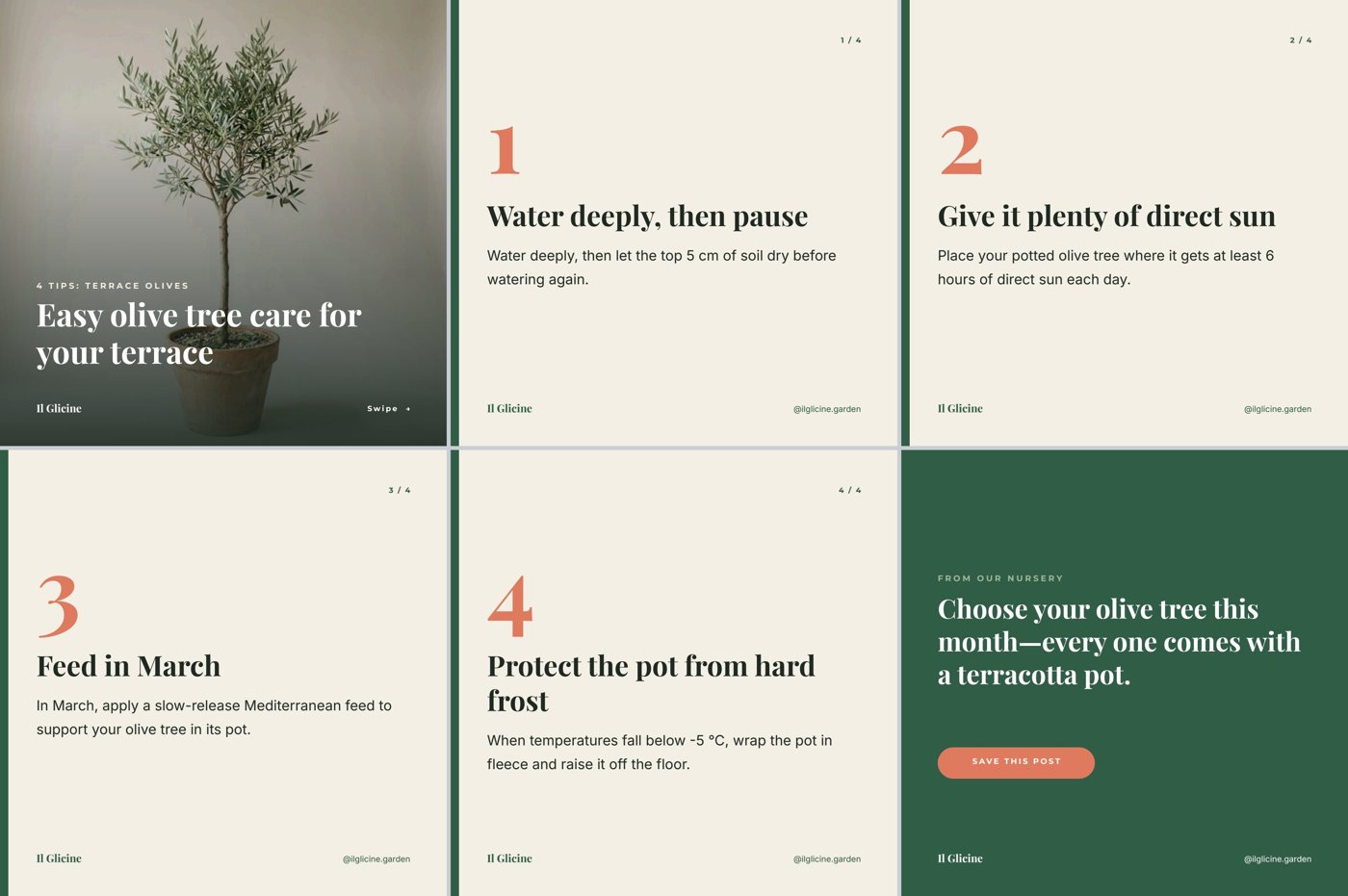 The six slides of the run: a cover with an olive tree in a terracotta pot under a dark veil and the title “Easy olive tree care for your terrace”; four cream slides, each with a large coral number, a tip title, a short text, the brand and a 1/4 to 4/4 counter; and a green closing slide with the offer and a SAVE THIS POST button